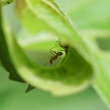 Image result for Hilsenbergia petiolaris