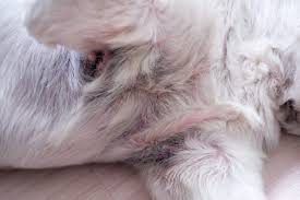 Was Futtern Bei Allergien Und Futtermittelunvertraglichkeiten Beim Hund Symptome