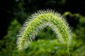 Green Foxtail Grass Foxtail Grass Nature Photography Grass