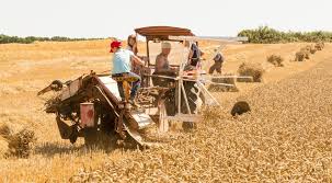 Смотреть видео battage du blé à l'ancienne на v4k бесплатно. Vieux Metiers Vieux Outils Fete Du Battage Le 19 Aout A Plouha La Presse D Armor