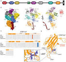 Frontiers | Probing the role of the C2F domain of otoferlin