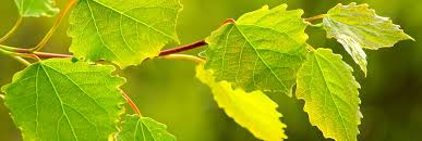 Aqualaatzium Ticketshop Sauna 4 Std Mo Fr