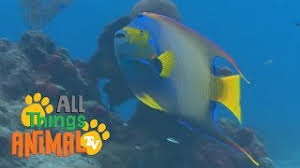 Write a number or letter on fish and have child tell you what number or letter it is. Preschool Fish Theme Activities Fantastic Fun Learning