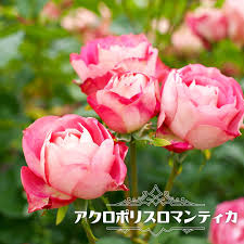 楽天市場】四季咲き半つるバラ 【アクロポリスロマンティカ】 2年生大苗 : 苗木部 ｂｙ 花ひろばオンライン