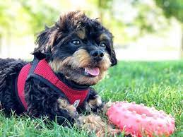 A chihuahua poodle mix blends the best of both of the parent breeds; Chihuahua Poodle Mix Aka Chipoo A Little Dog With A Big Personality Animalso