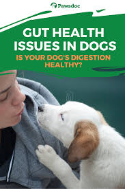 Gut Health Issues In Dogs Common Problems With Dog Digestion In 2020 Senior Dogs Care Dog Health Tips Dog Health