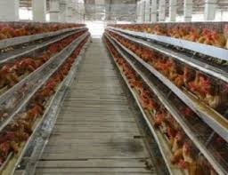 Check spelling or type a new query. Kelebihan Dan Kekurangan Kandang Baterai Untuk Ayam Petelur Yang Wajib Kita Ketahui Belajar Beternak