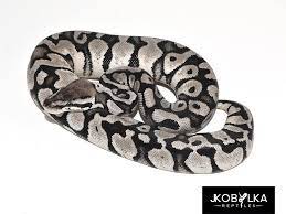 Black Axanthic Pastel Morph List World Of Ball Pythons Ball Python Snake Lovers Python