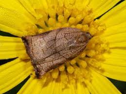 Image result for Archips podanus