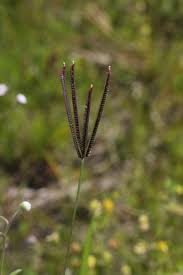 Image result for Eustachys paspaloides