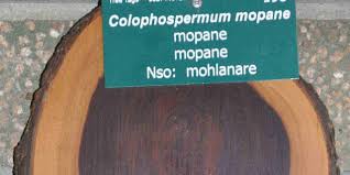 Image result for Colophospermum