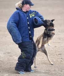 We specialize in purebred akc german shepherd puppies! K9 Demo The Daily Courier Prescott Az Winter Jackets Canada Goose Jackets Police Department