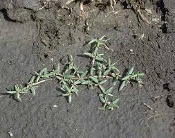 Image result for Portulaca quadrifida