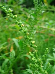 Image result for Dysphania procera