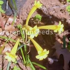 Image result for Cyrtanthus breviflorus