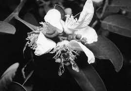 Image result for Ateleia herbert-smithii