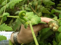 Image result for Histiopteris incisa