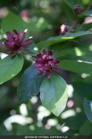 Image result for Caucanthus auriculatus