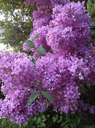 25 Light Purple Lilac Seeds Tree Fragrant Hardy Perennial Flower Shrub Bloom Spring Early Summer Deciduou Flowers Perennials Hardy Perennials Beautiful Flowers