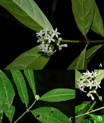 Image result for Gaertnera