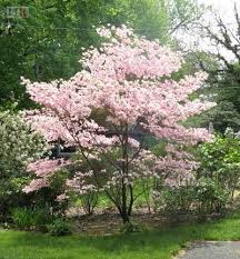 Pin By Elza Maria S B Jordao On Flores Plantas Y Arboledas Small Ornamental Trees Trees For Front Yard Pink Dogwood Tree