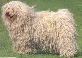 Puli Hutehund Anerkannte Ungarische Hunderasse In 2020 Hunde Fotos Hundefotos Hunde Rassen