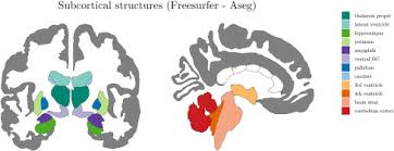 Image result for Cerebral Subcortex