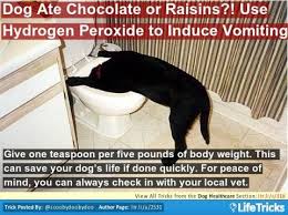 Dog Ate Chocolate Or Raisins Use Hydrogen Peroxide To Induce Vomiting Dog Ate Chocolate Dog Eating Dog Health Care