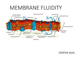 Biochemistry: Membrane Fluidity | Ditki Medical & Biological Sciences