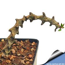 Image result for Ceropegia albipilosa