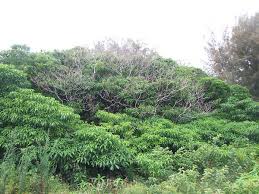 Image result for Rauvolfia vomitoria