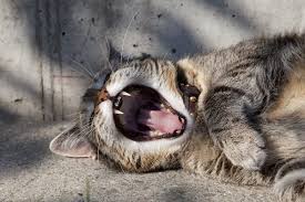 سبب استفراغ القطط وماذا تفعل مع قطتك بعد التقيؤ ق ط وات