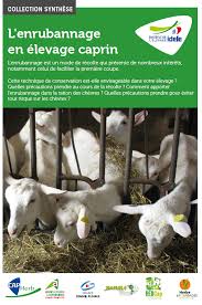 Cependant, les spécificités de l'élevage caprin restent souvent méconnues. Pour Une Installation Reussie En Elevage Caprin 5eme Edition Website Localhost