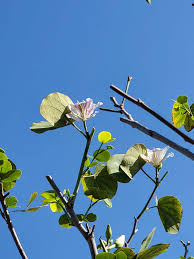 Image result for Bauhinia variegata