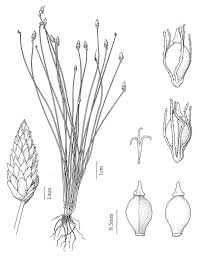Image result for Eleocharis caduca