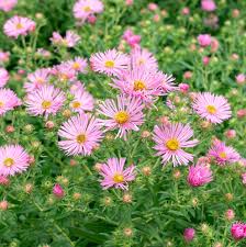 Image result for Aster