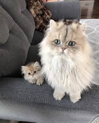 The Best Cat Posts From This Week Nov 6 2019 Kittens Cutest Cool Cats Pretty Cats