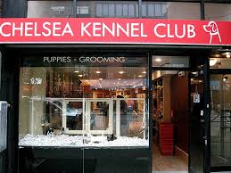 We share our experience, amazing stories and knowledgeable content among dog lovers. Shocking Undercover Investigation Exposes Horrific Conditions Inside Boutique New York Pet Store Holidog Times En