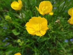 Image result for Ranunculus oreophytus
