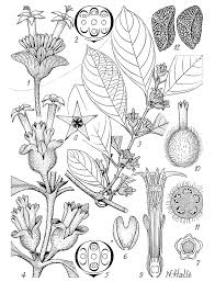 Image result for Sabicea dinklagei