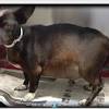 What are the symptoms of bloat in a dog. 1