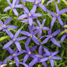 Check spelling or type a new query. Beth S Blue Star Flower Isotoma Axillaris Proven Winners