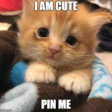 I Am Cute Pet Lovers Catsmemes Funny Animal Pictures Cat Memes Cats Funnycatsjust Like Cat Funniest Ani Chat Trop Mignon Chat Mignon Chats Et Chatons