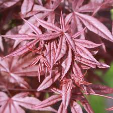 Maybe you would like to learn more about one of these? Japanischer Blutahorn Acer Palmatum Red Emperor
