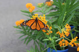 Maybe you would like to learn more about one of these? Butterfly Garden