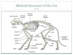 5 all cats are capable of walking very precisely. Small Animal Technology Course Skeletal Structure Anatomy Of The Cat Ppt Download