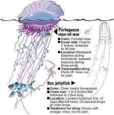 Dangerous sea creature the portuguese man o'war swept ashore a cornish coast. Jelly Fish Jellyfish Facts Man Of War Jellyfish