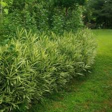 Image result for Pleioblastus fortunei