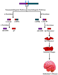 Indication contraindications & blackbox warnings pharmacodynamics mechanism of action absorption volume. Molecular Insight Into The Therapeutic Promise Of Flavonoids Against Alzheimer S Disease Abstract Europe Pmc