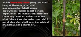 Kami pembuat mimbar cokmar masjid,pembekal teh kemuning hitam, pembekal pelbagai jenis kayu, wooden pen, tasbih, gelang kayu, tongkat, perkhidmatan pemotongan dan ketam kayu,ukiran kayu, membuat perabut dan permintaan custom made. Minyak Lintah Teras Gemunggal Tingkatkan Syahwat Tambah Saiz Pelbagai Guna
